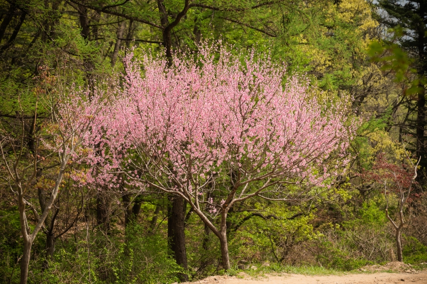 2026. 4. 17. 제27회 병오년 천마산 산신제_63